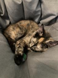 Lost Female Cat last seen N/A, Bountiful, UT 84010