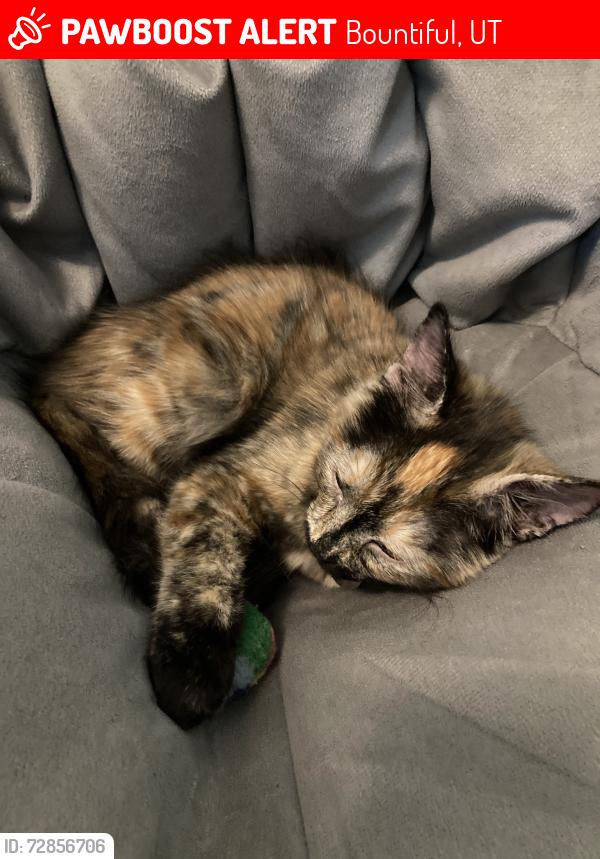 Lost Female Cat last seen N/A, Bountiful, UT 84010