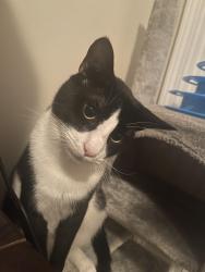 Lost Male Cat last seen Hudson bridge, Stockbridge, GA 30281