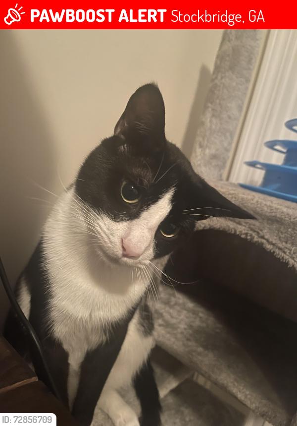 Lost Male Cat last seen Hudson bridge, Stockbridge, GA 30281
