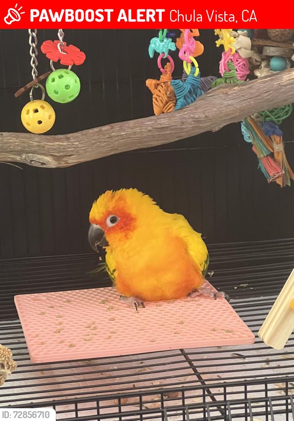 Lost Female Bird last seen Mackenzie creek and rocking horse chula vista, Chula Vista, CA 91914