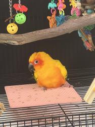Lost Female Bird last seen Mackenzie creek and rocking horse chula vista, Chula Vista, CA 91914