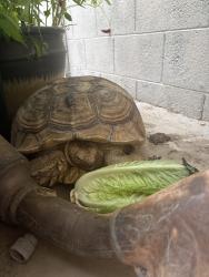 Lost Female Reptile last seen Nevada way and 5th Ave , Mesa, AZ 85204