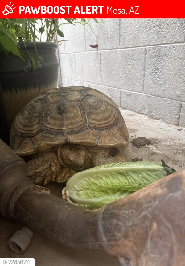 Lost Female Reptile last seen Nevada way and 5th Ave , Mesa, AZ 85204