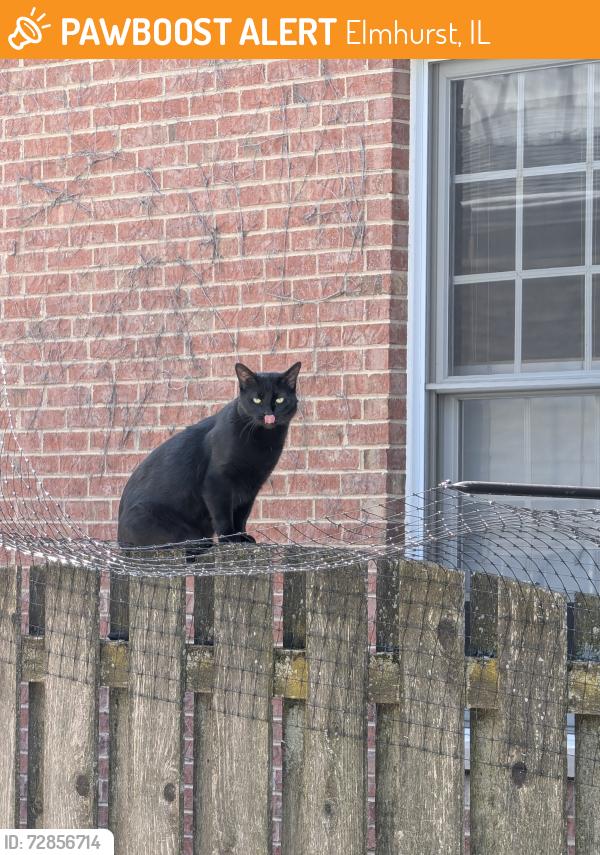 Found/Stray Unknown Cat last seen S prospect avenue, North of prairie path. Have seen this cat a few times in the past few days. Very friendly, Elmhurst, IL 60126