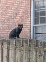Found/Stray Unknown Cat last seen S prospect avenue, North of prairie path. Have seen this cat a few times in the past few days. Very friendly, Elmhurst, IL 60126