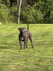 Found/Stray Unknown Dog last seen Near valley dr , Somerset, PA 15501