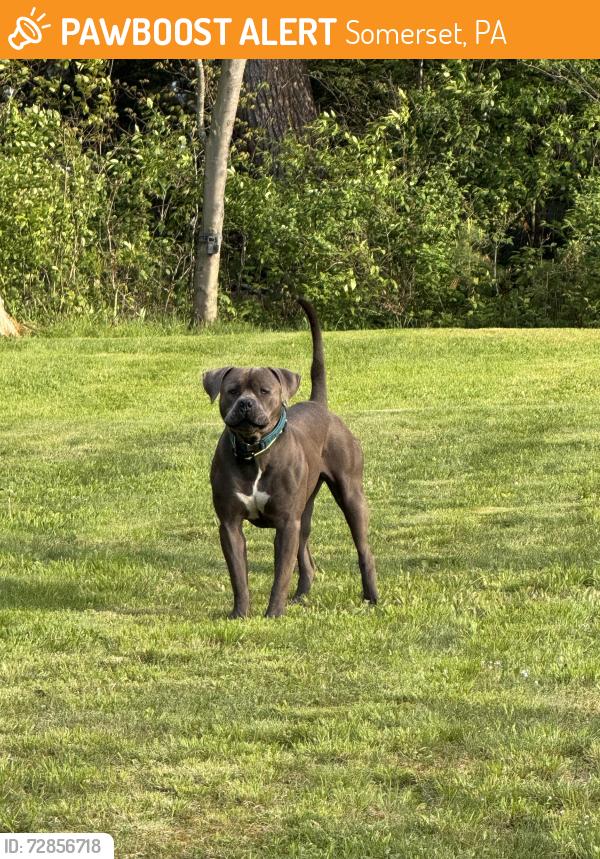 Found/Stray Unknown Dog last seen Near valley dr , Somerset, PA 15501