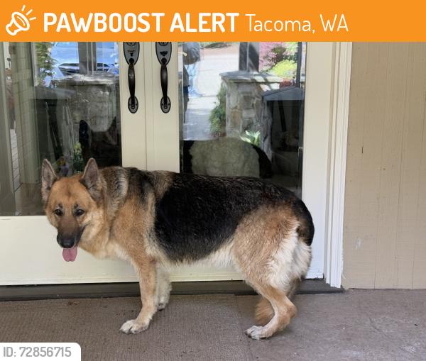 Found/Stray Unknown Dog last seen Linwood & Loch Ln, Tacoma, WA 98499