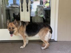 Found/Stray Unknown Dog last seen Linwood & Loch Ln, Tacoma, WA 98499