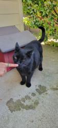 Found/Stray Male Cat last seen East 3rd St. and Doris Dr., Newberg, OR 97132