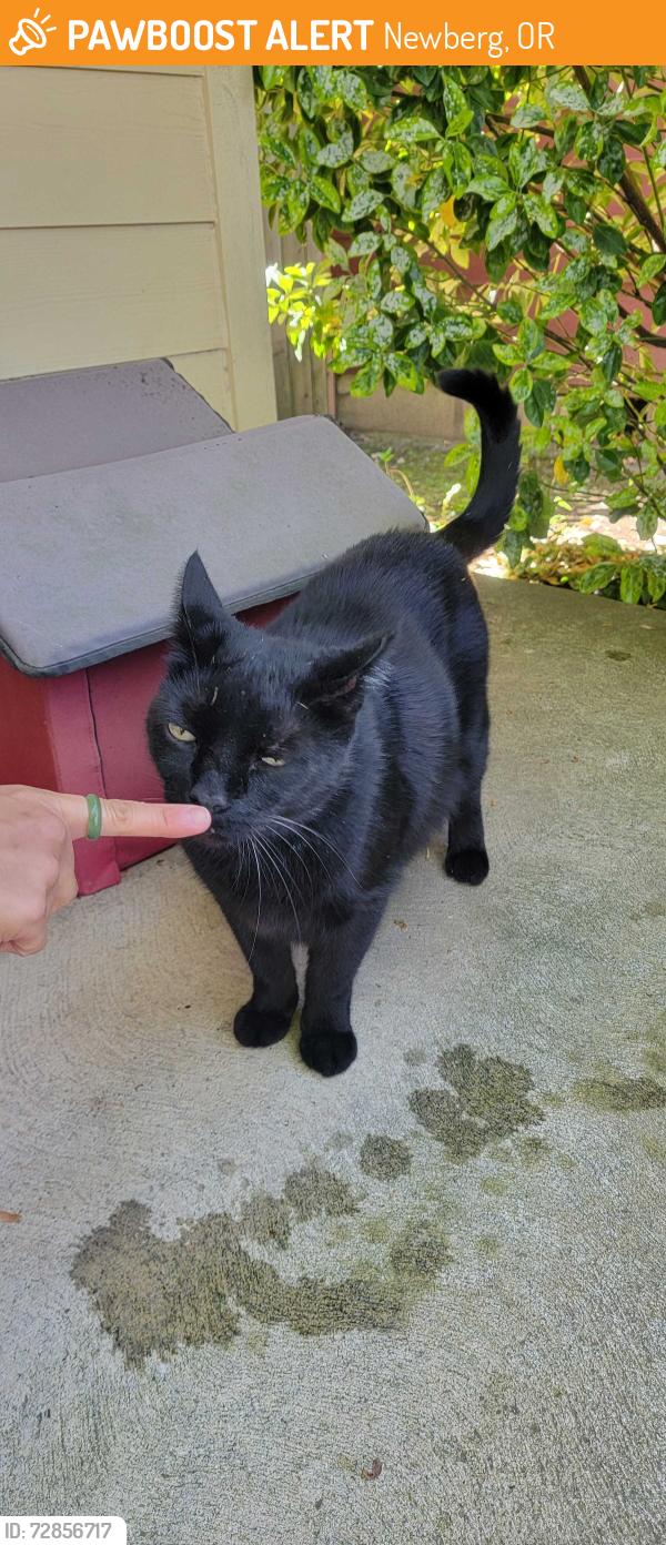 Found/Stray Male Cat last seen East 3rd St. and Doris Dr., Newberg, OR 97132