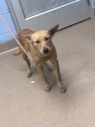 Shelter Stray Female Dog last seen Near Presidents Walk Tucker, 30084, 30084, GA, Atlanta, GA 30341