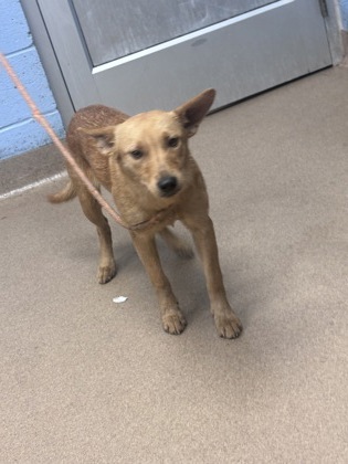 Shelter Stray Female Dog last seen Near Presidents Walk Tucker, 30084, 30084, GA, Atlanta, GA 30341