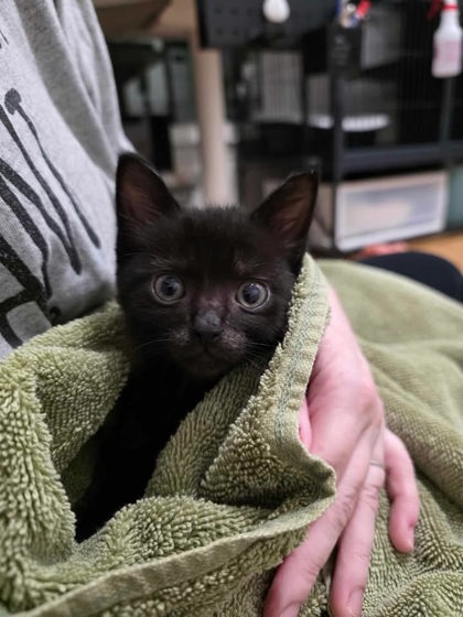 Shelter Stray Male Cat last seen Vanceboro, NC 28586, New Bern, NC 28562