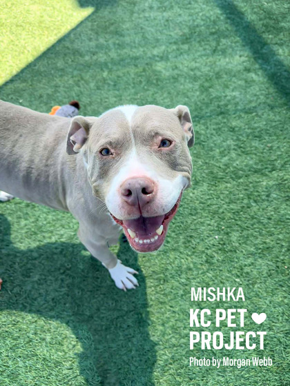 Shelter Stray Female Dog last seen E 26th St and Poplar Ave, KCMO, 64127, 64127, MO, Kansas City, MO 64132