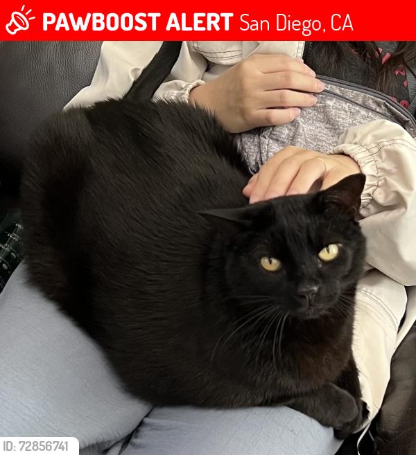 Lost Male Cat last seen Near Questa Pointe, San Diego, CA 92126