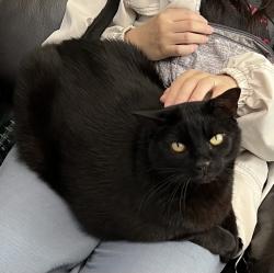 Lost Male Cat last seen Near Questa Pointe, San Diego, CA 92126
