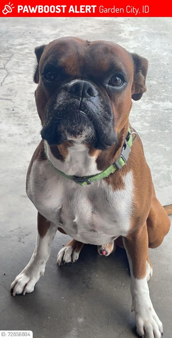Lost Male Dog last seen Adams , green belt, Garden City, ID 83714