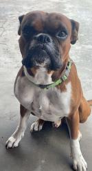 Lost Male Dog last seen Adams , green belt, Garden City, ID 83714