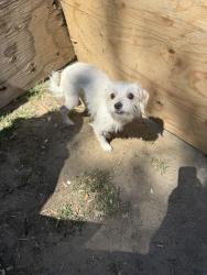 Found/Stray Female Dog last seen Planz and S H, Bakersfield, CA 93304
