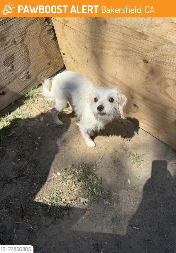 Found/Stray Female Dog last seen Planz and S H, Bakersfield, CA 93304