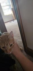 Found/Stray Unknown Cat last seen Briar rd, Cross Lanes, WV 25313