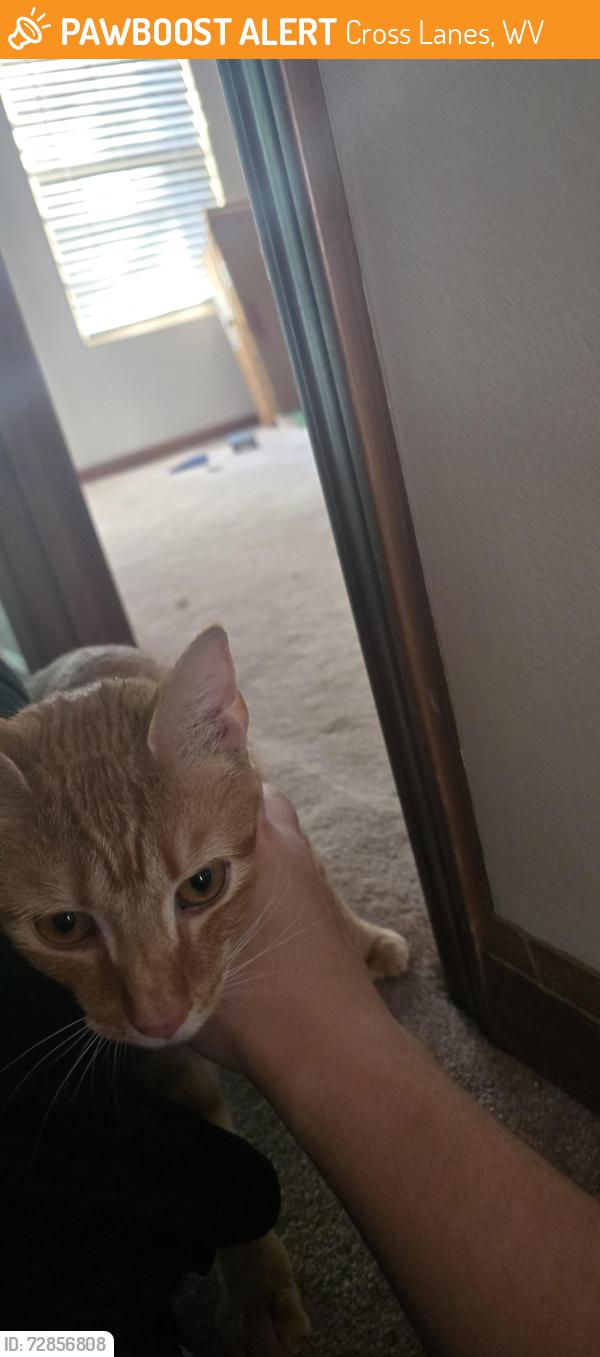 Found/Stray Unknown Cat last seen Briar rd, Cross Lanes, WV 25313