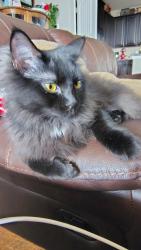 Reunited Female Cat last seen High Cloud Dr, New Braunfels, TX 78130