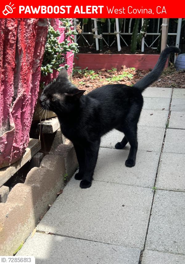 Lost Male Cat last seen Ridgewood, West Covina, CA 91792