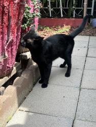 Lost Male Cat last seen Ridgewood, West Covina, CA 91792