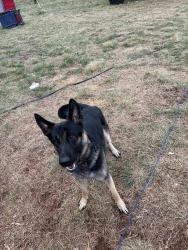 Lost Male Dog last seen Asaville Wright School Road, Anderson, SC 29621