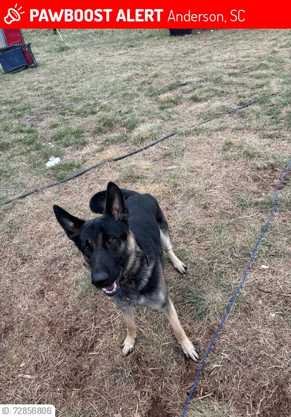 Lost Male Dog last seen Asaville Wright School Road, Anderson, SC 29621