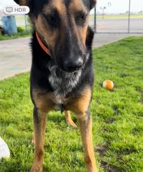 Lost Male Dog last seen Cedar and Vine Street , Lemoore, CA 93245