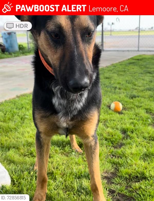 Lost Male Dog last seen Cedar and Vine Street , Lemoore, CA 93245