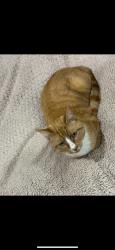 Lost Male Cat last seen S Benbow rd and Martin Luther King Jr Dr, Greensboro, NC 27401