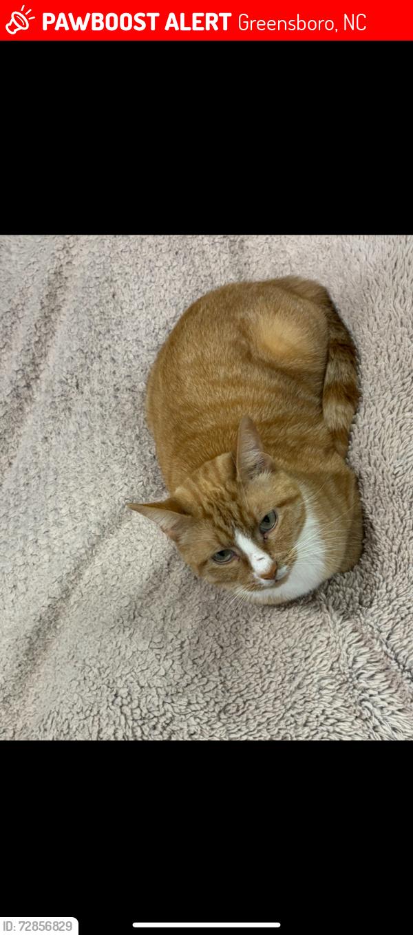 Lost Male Cat last seen S Benbow rd and Martin Luther King Jr Dr, Greensboro, NC 27401