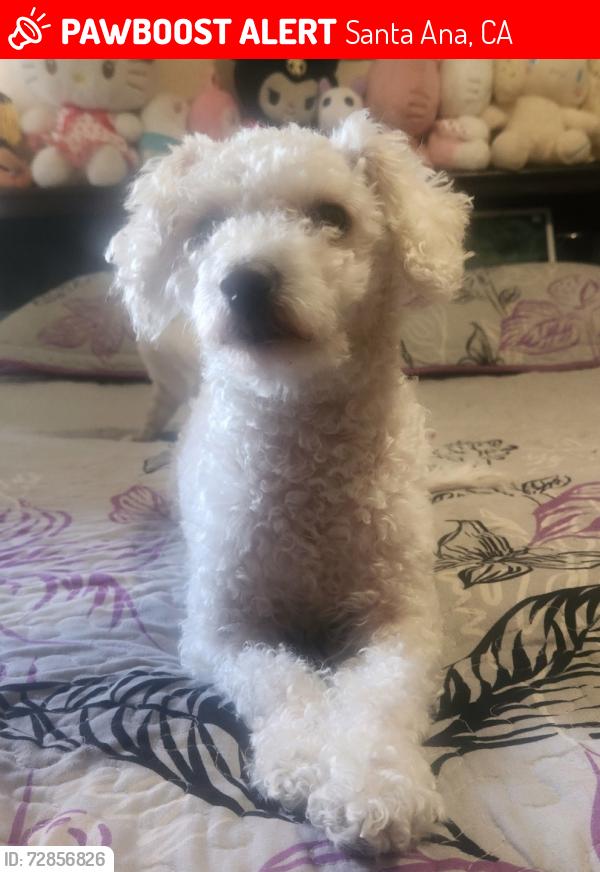 Lost Female Dog last seen Near Franzen Ave, Santa Ana, CA 92705, Santa Ana, CA 92705