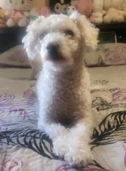 Lost Female Dog last seen Near Franzen Ave, Santa Ana, CA 92705, Santa Ana, CA 92705