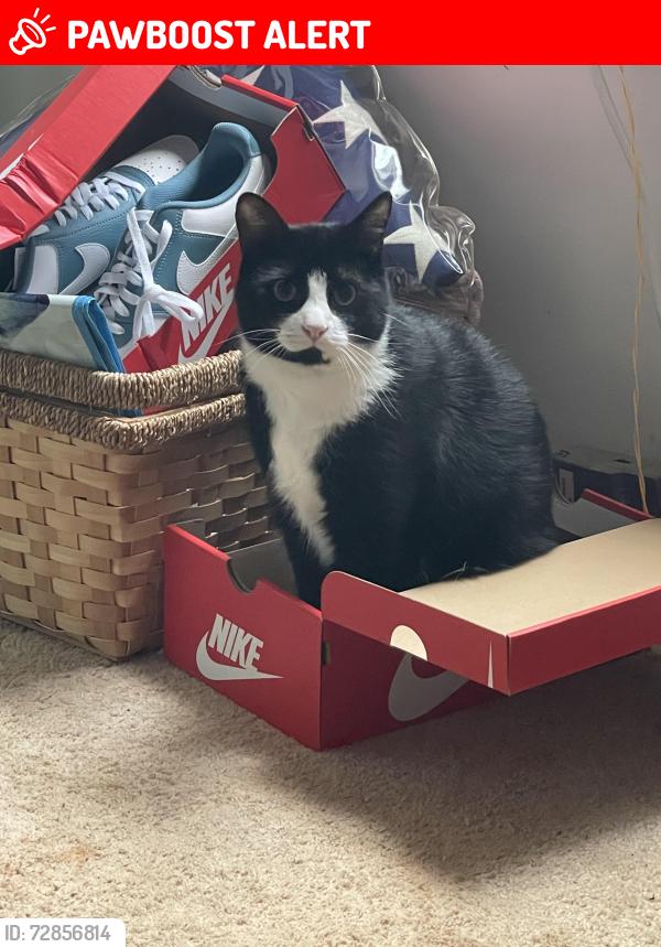 Lost Male Cat last seen Mine Creek Rd & Aunt Mary’s , Alamance County, NC 27217