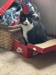 Lost Male Cat last seen Mine Creek Rd & Aunt Mary’s , Alamance County, NC 27217