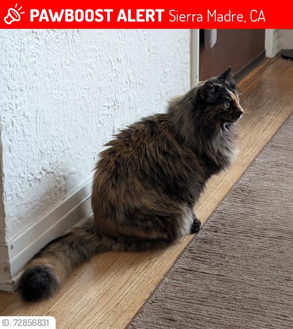 Lost Female Cat last seen Sunnyside and Manzanita in Sierra Madre, Sierra Madre, CA 91024