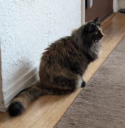 Lost Female Cat last seen Sunnyside and Manzanita in Sierra Madre, Sierra Madre, CA 91024