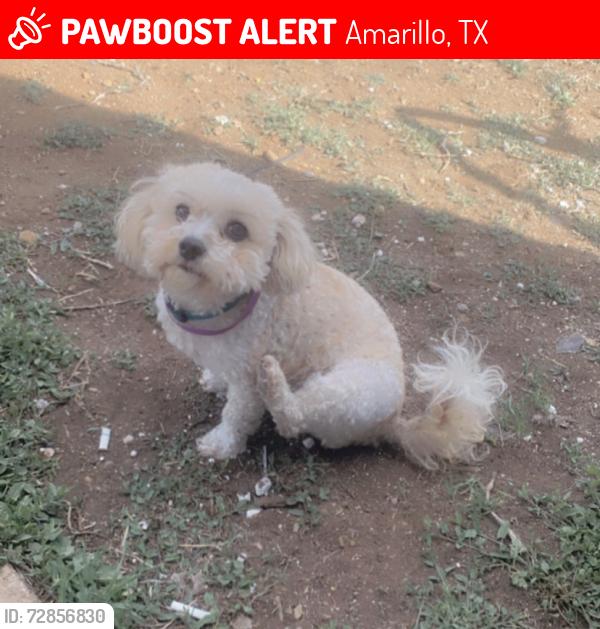 Lost Female Dog last seen around san jancinto, Amarillo, TX 79101