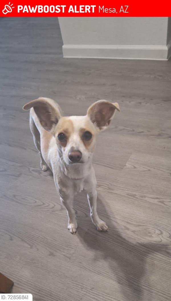 Lost Female Dog last seen Country club, Mesa, AZ 85201
