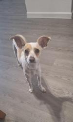 Lost Female Dog last seen Country club, Mesa, AZ 85201
