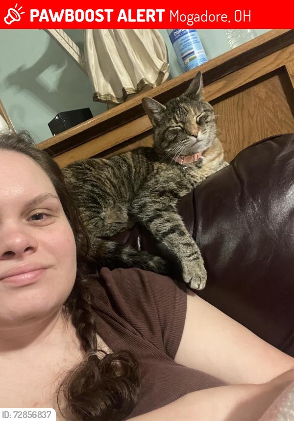 Lost Female Cat last seen Congress Lake rd , Mogadore, OH 44260