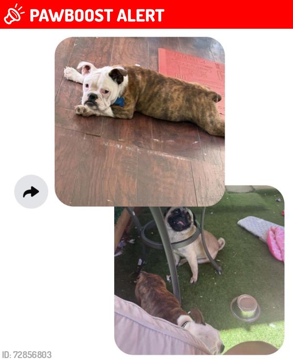 Lost Male Dog last seen Near Astrozon Blvd Lot A92 , Colorado Springs, CO 80916