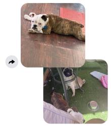 Lost Male Dog last seen Near Astrozon Blvd Lot A92 , Colorado Springs, CO 80916