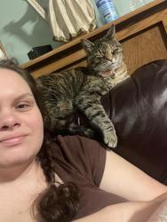 Lost Female Cat last seen Congress Lake rd , Mogadore, OH 44260